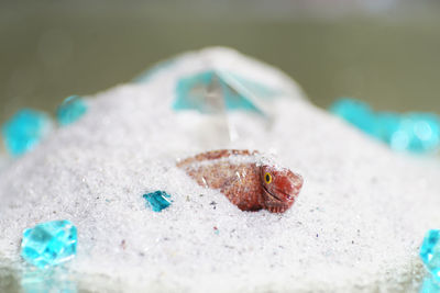 Close-up of bread on sand