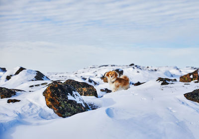 Dog on snow covered landscape against sky