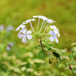 Close-up of fresh flowers