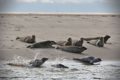 Seals resting at beach