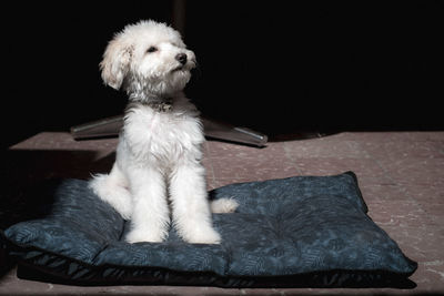 Close-up of a dog looking away