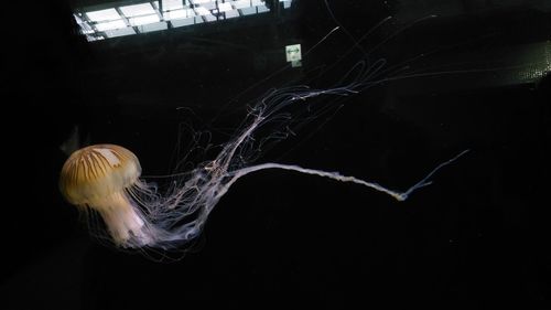 Close-up of jellyfish in sea