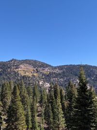 Scenic view of pine trees against clear blue sky