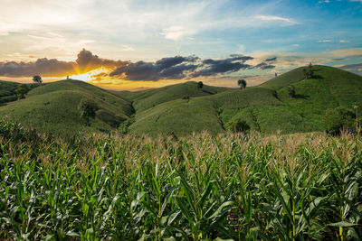 Scenic view of agricultural field against sky during sunset