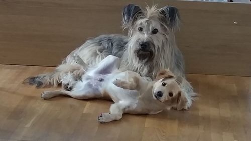 Close-up of dog relaxing on floor