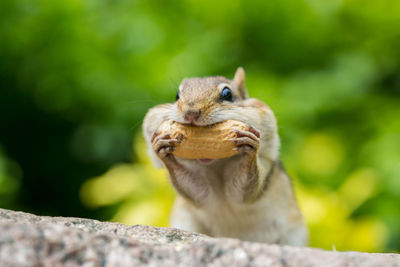 Close-up of squirrel eating outdoors