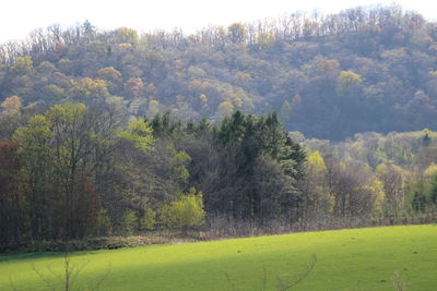 Scenic view of trees growing on field