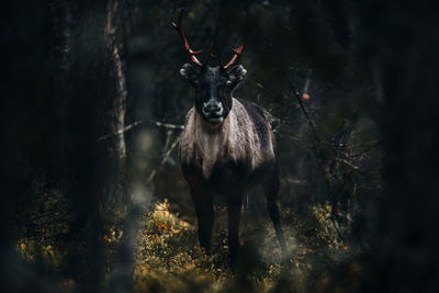 Portrait of deer in the forest