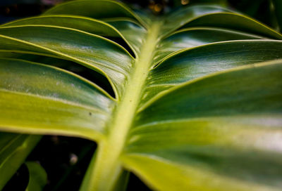 Close-up of green leaves