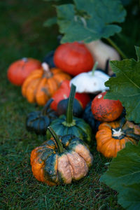 Close-up of pumpkins on field