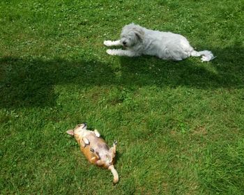 Sheep relaxing on grassy field
