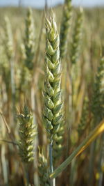 Close-up of crops on field