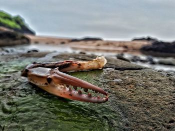 Close-up of crab on rock at beach