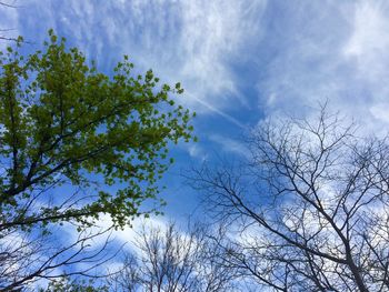 Low angle view of trees against sky