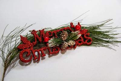 Red berries on plant against white background