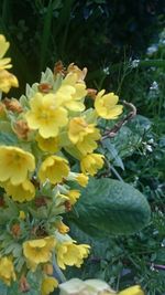 Close-up of yellow flower