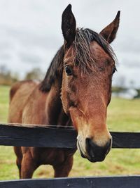 Close-up of horse in ranch