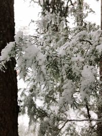 Close-up of snow on tree during winter