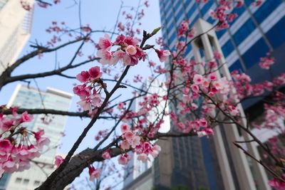 Low angle view of cherry blossoms in spring