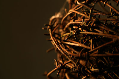 Close-up of dried plant