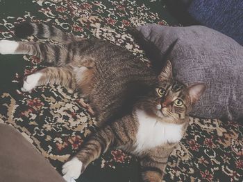 High angle view of cat sitting on sofa at home