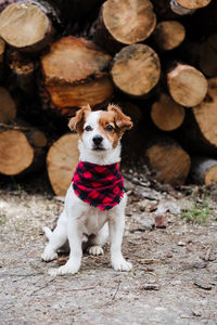 Cute jack russell dog wearing modern bandana sitting in front of wood trunks in mountain. nature