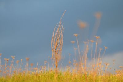 Close-up of stalks in field against blue sky