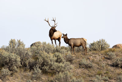 Male elk in yellowstone national park looking over his harem during rutting season