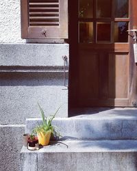 Potted plant outside house