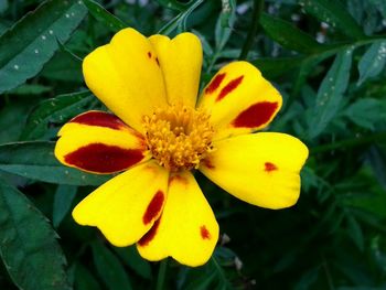 Close-up of yellow flower