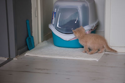 Rear view of a cute kitten looking inside the cat litter box 