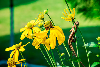 Close-up of yellow flowering plant