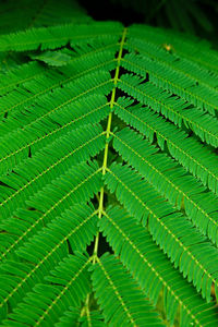 Full frame shot of green leaves