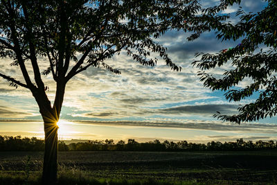 Silhouette trees on field against sky during sunset