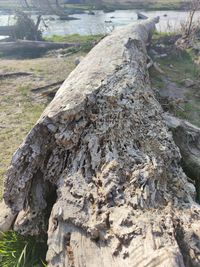 Close-up of tree trunk