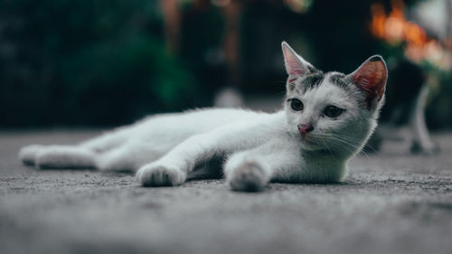 Portrait of cat resting on road