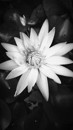 Close-up of white flower