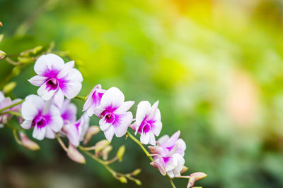 Close-up of pink flowering plant