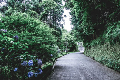 Footpath amidst trees