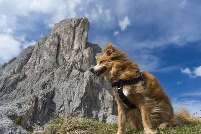 Dog looking away on rock