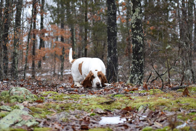 View of dog in forest