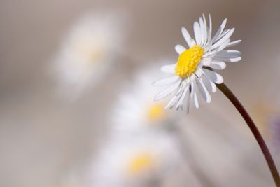 Close-up of white daisy blooming outdoors