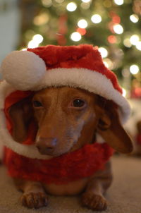 Close-up portrait of dog