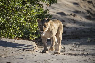 Lion walking in a row