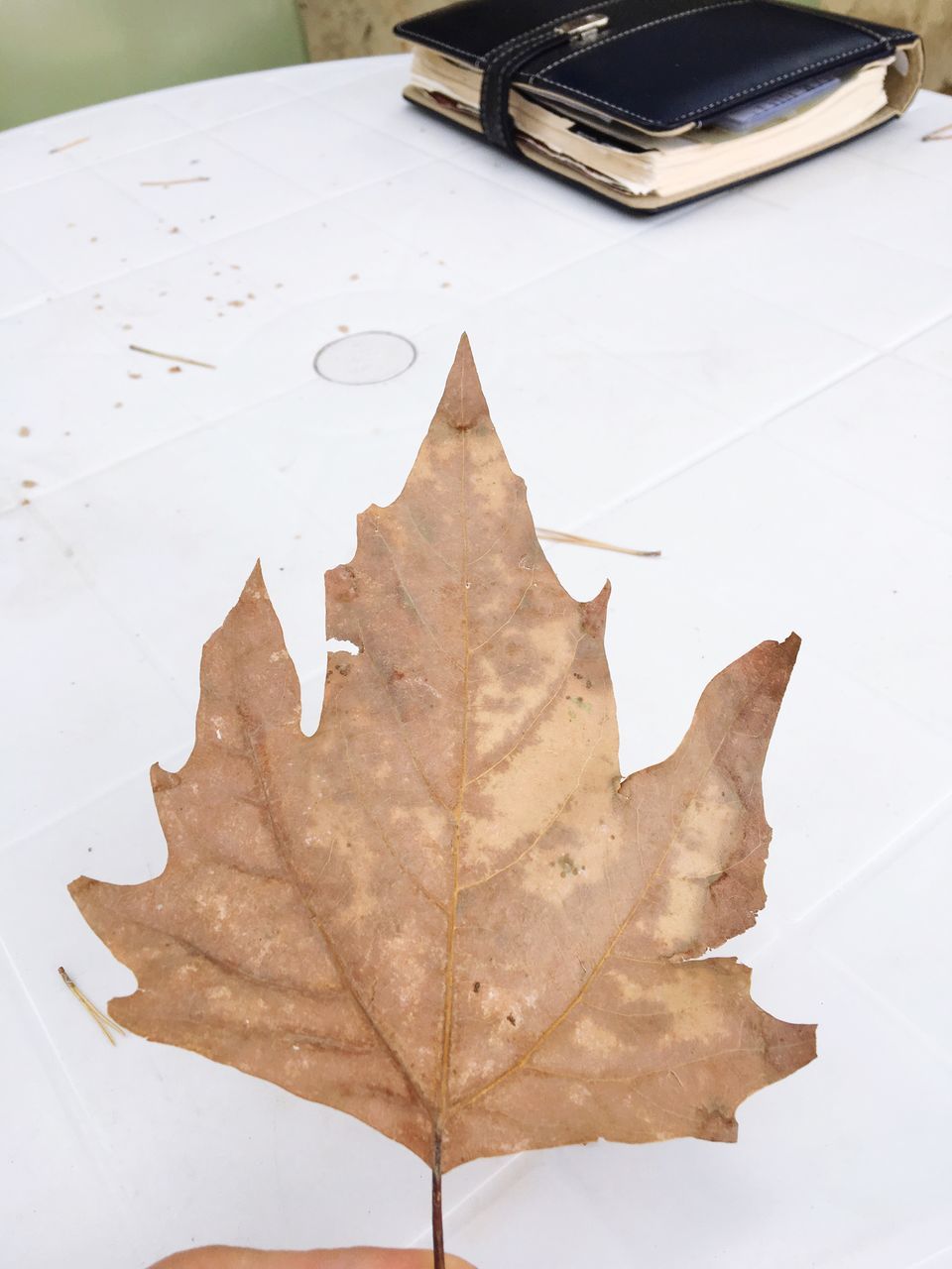 leaf, change, autumn, dry, season, close-up, maple leaf, auto post production filter, leaf vein, reflection, natural condition, day, nature, fallen leaf, vibrant color, no people, fragility, vehicle hood, tranquility