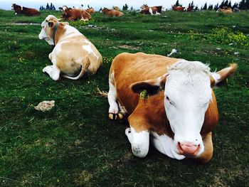 Cows relaxing on field