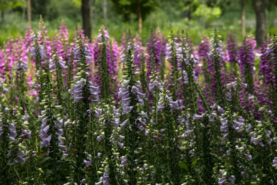 Close-up of purple flowering plants on field