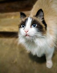 Close-up portrait of a cat