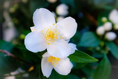 Close-up of white flowering plant