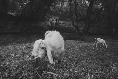 Goats grazing in forest